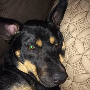 Meet your Posher, Peter